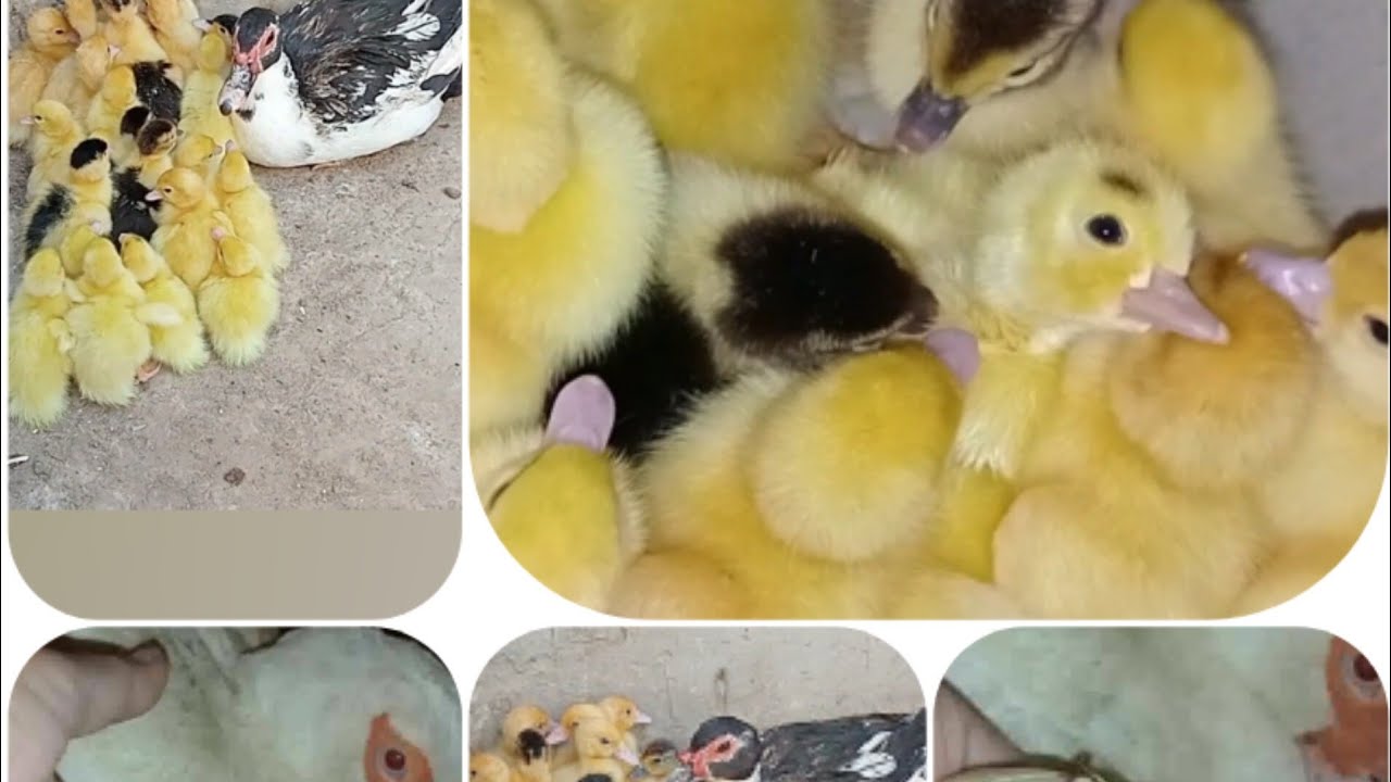 معلومات مهمه لتربية البط البلدى/زيادة انتاج  البط البلدى/ماذا يأكل الصيصان