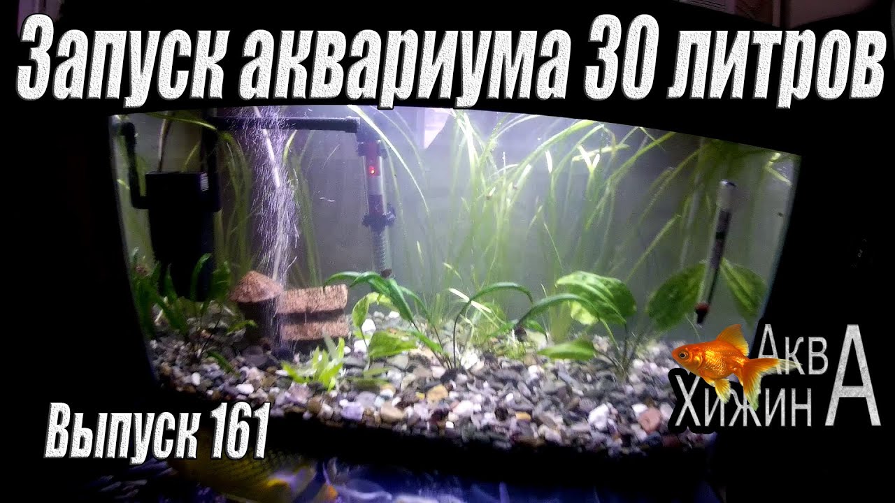 Запуск аквариума 30 литров (Аква Хижина, выпуск 161)