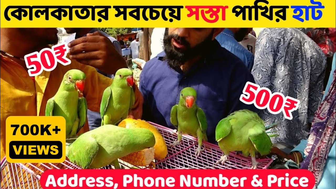 কোলকাতায় সবচেয়ে সস্তা পাখির হাট 🐦🦜||  Cheapest Birds Market in Kolkata || Birds Price in Kolkata🦜