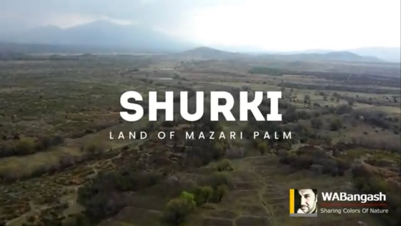 SHURKI. The Land of Mazari Palm
