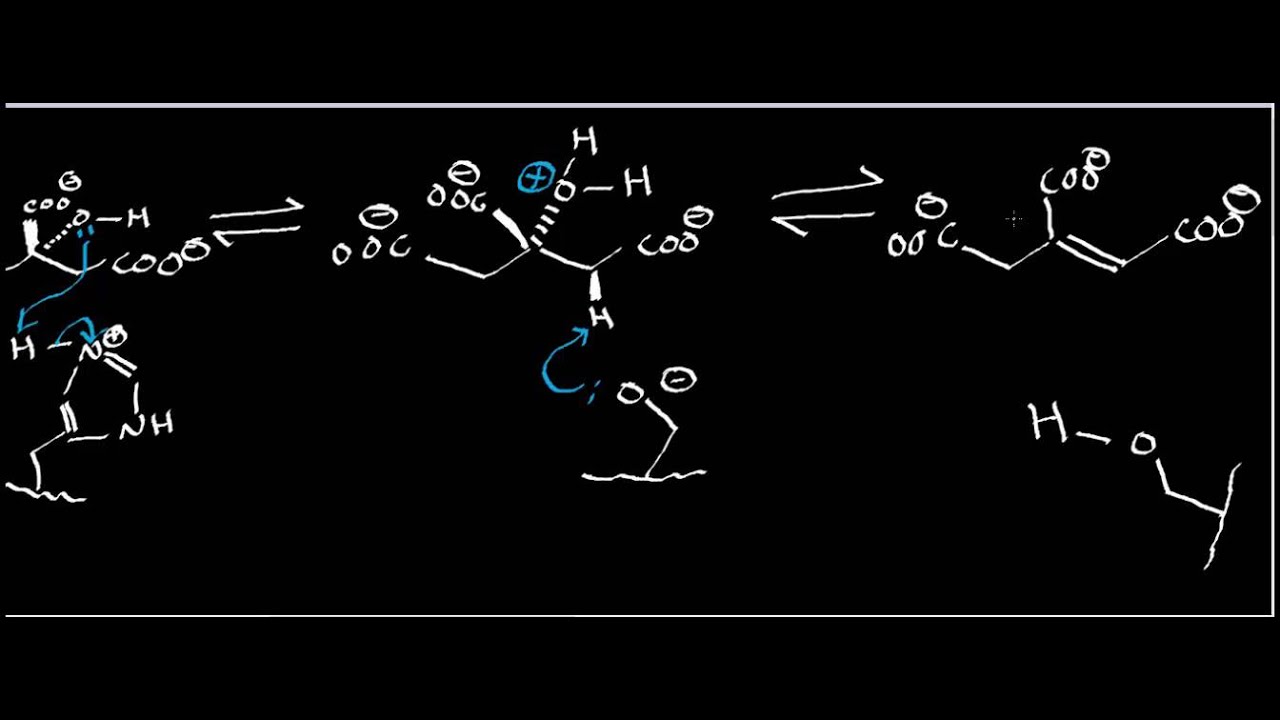 Biochemistry | Aconitase Mechanism [Part 1/2]
