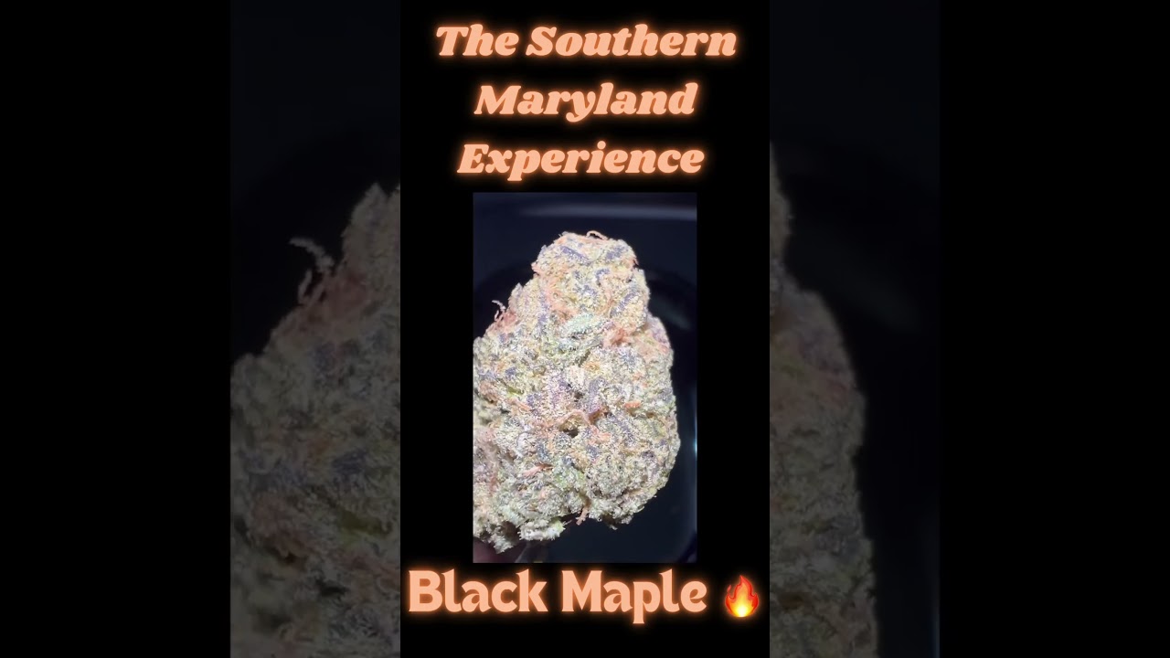 Check out Black  Maple🍁 from The Southern Maryland Experience ⛽️⛽️ #thcareview