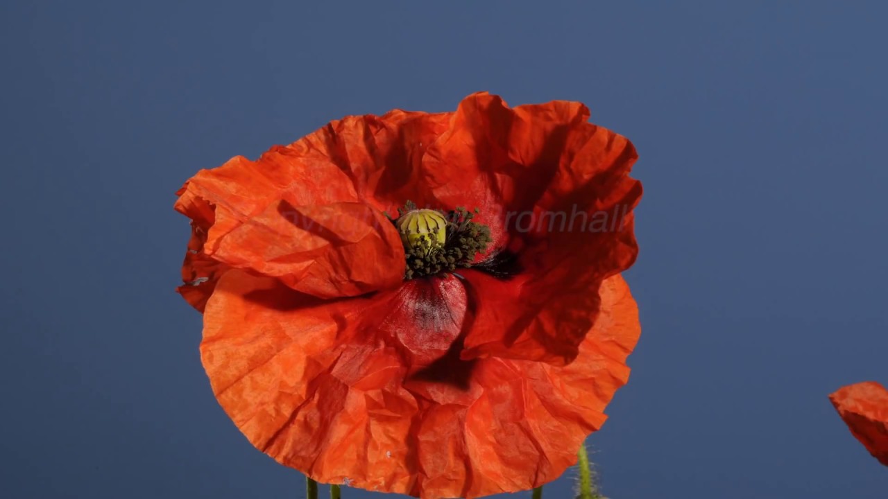 Flanders Poppy flower time lapse
