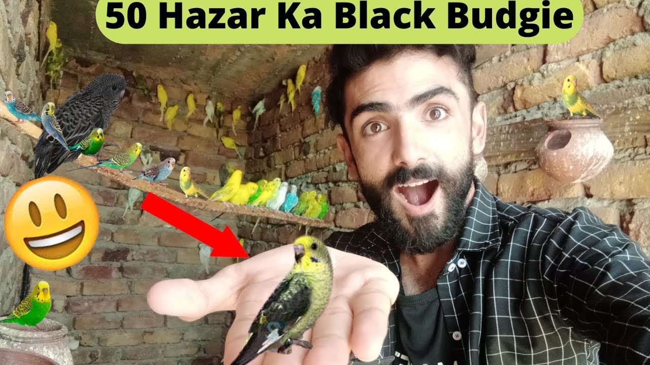 50 Hazar Ka Black Budgie Kaha Se Aya 😃 Pets Vlog