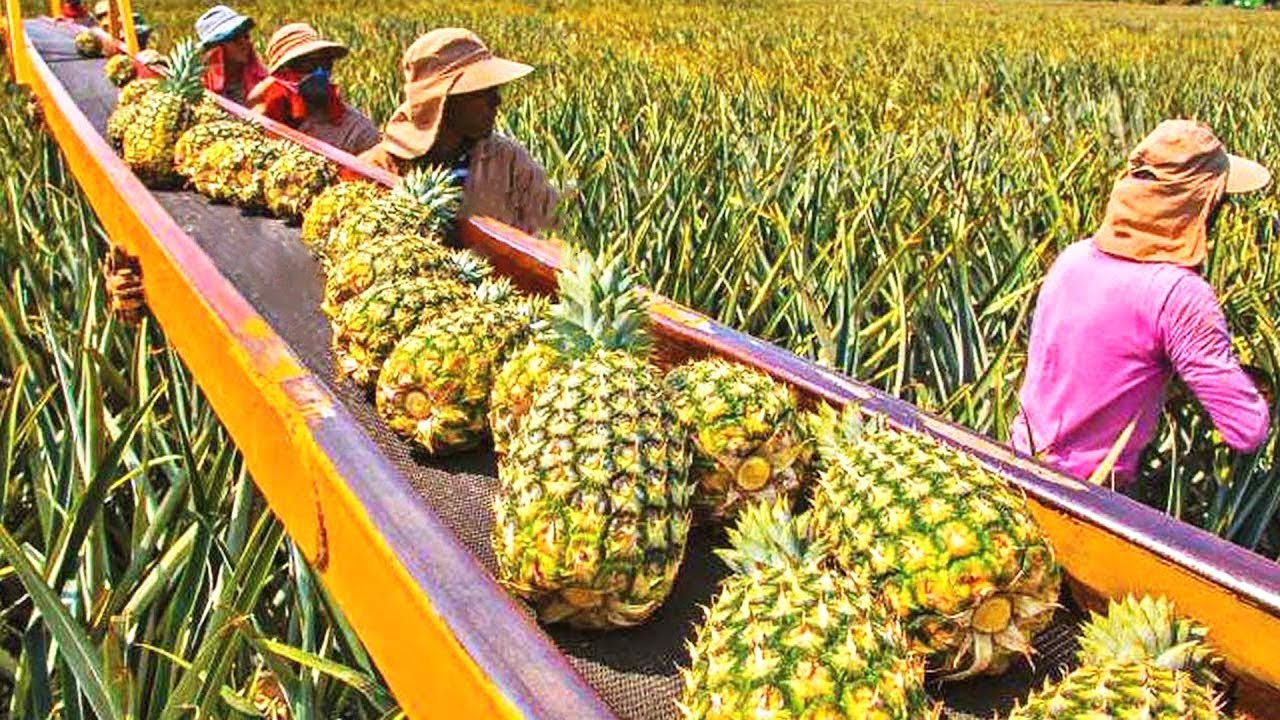 شاهد كيفية زراعة وحصاد الأناناس إلى التعبئة والتغليف في منتهى الروعة!!