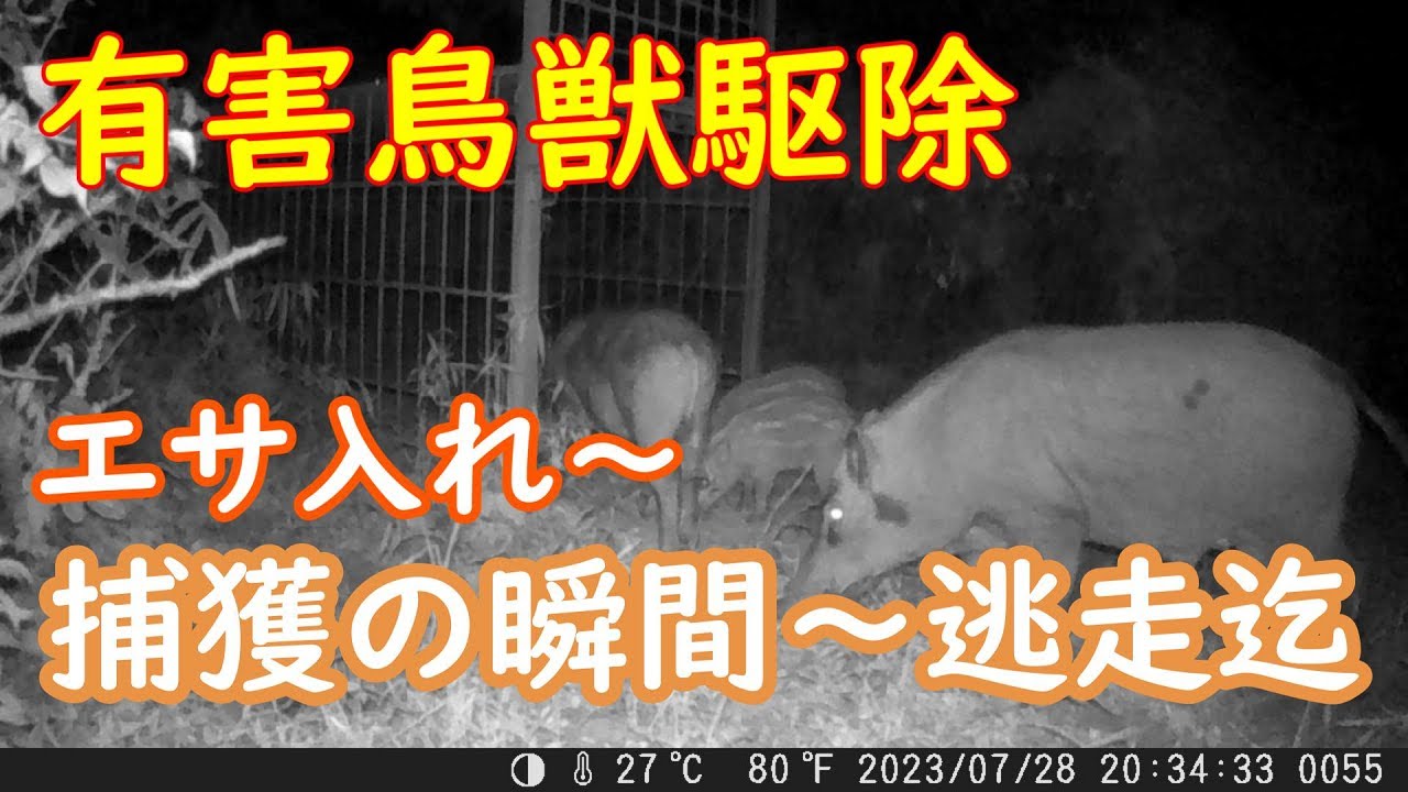 【有害鳥獣駆除】【イノシシ箱罠】　エサ入れ～イノシシウリ坊捕獲～逃走までトレイルカメラ映像