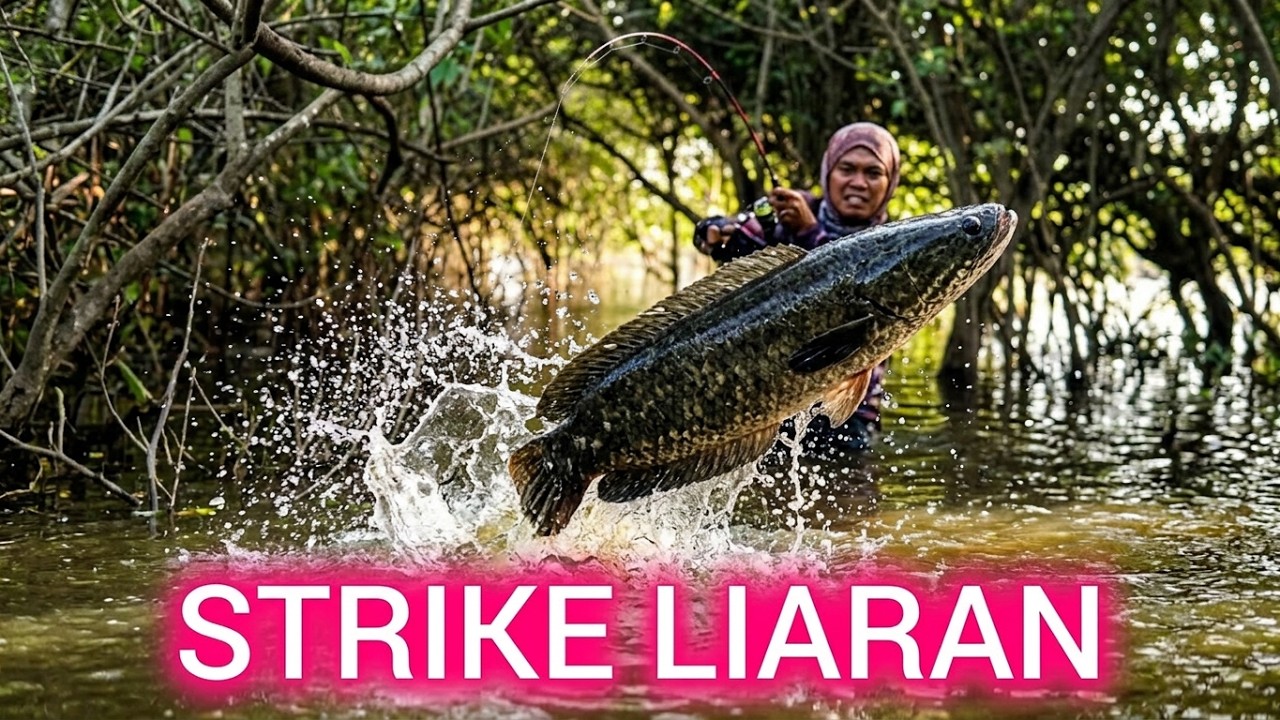 Spot Liaran masih dalam Ikan pun Menyebar | Mancing | Casting #fishing #orangmancing