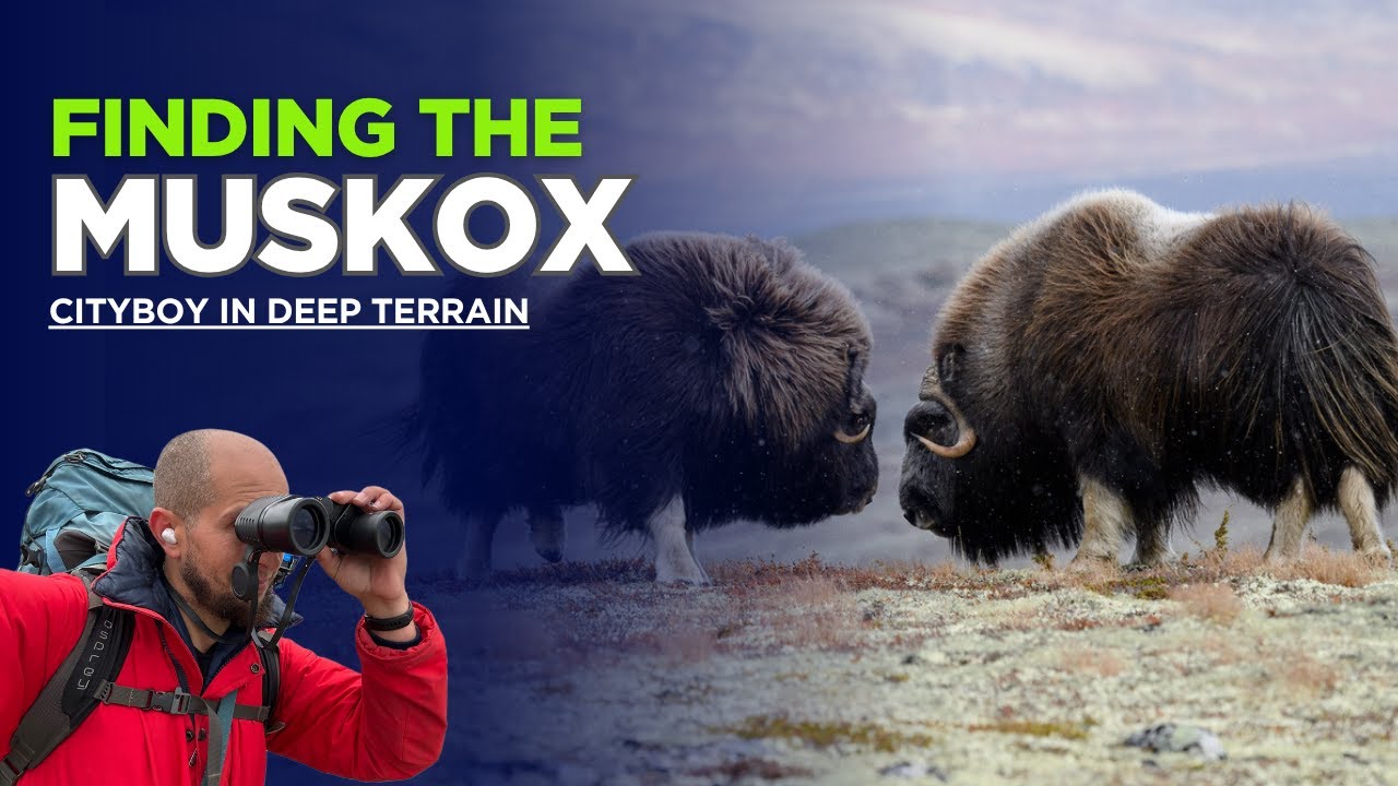Searching for Muskox in the mountains of Norway