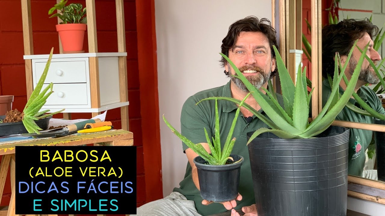 Babosa (Aloe Vera): Dicas Fáceis e Simples