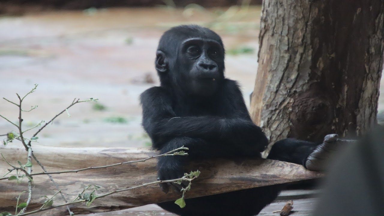 Gorilla Family Of Zoo Prague