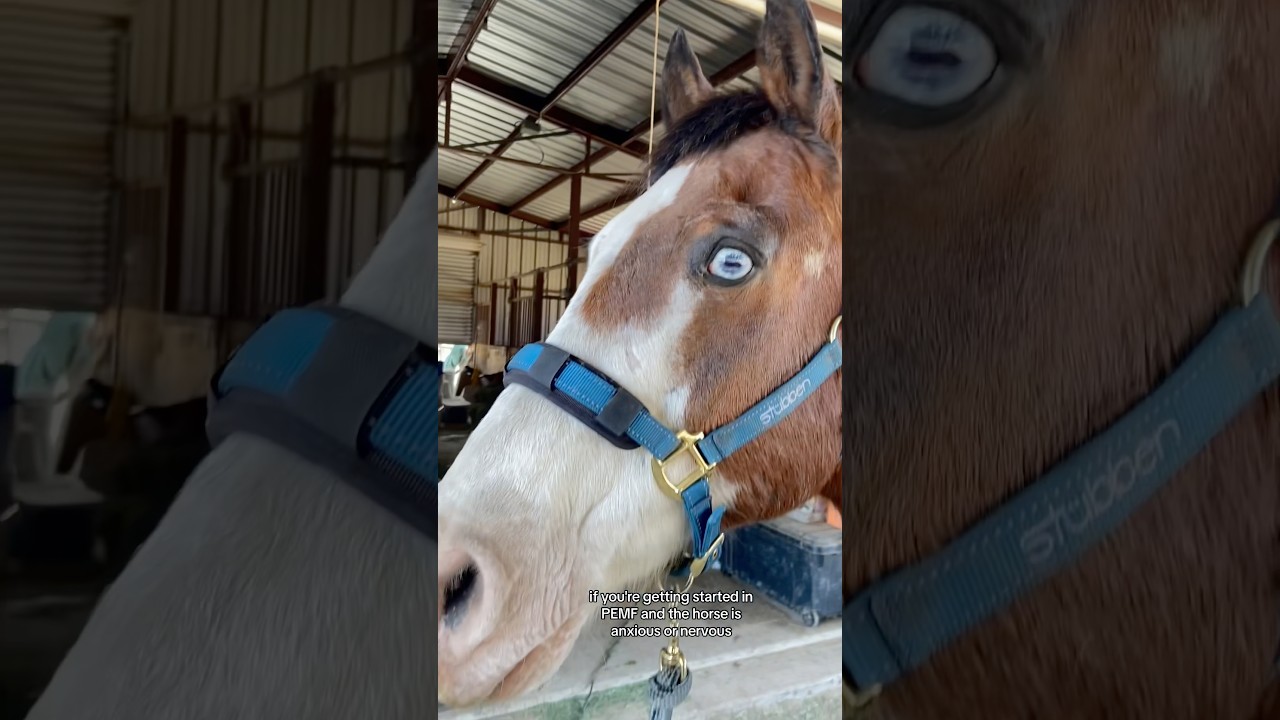 WORKING WITH HORSES TAKES A LOT OF PATIENCE BUT IT IS REWARDING ❤️🐴 #pemf #horsecare #painthorse