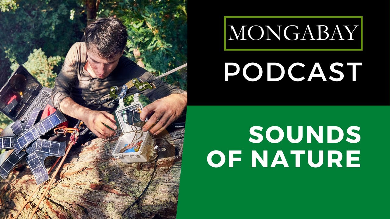 A very exciting moment for bioacoustics and conservation