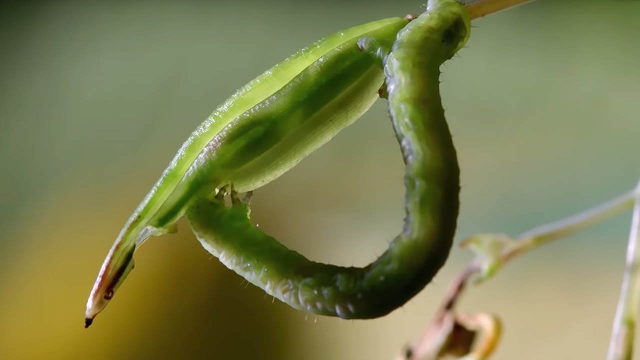 Caterpillars Feeding on Exploding Seed Pods | BBC Earth