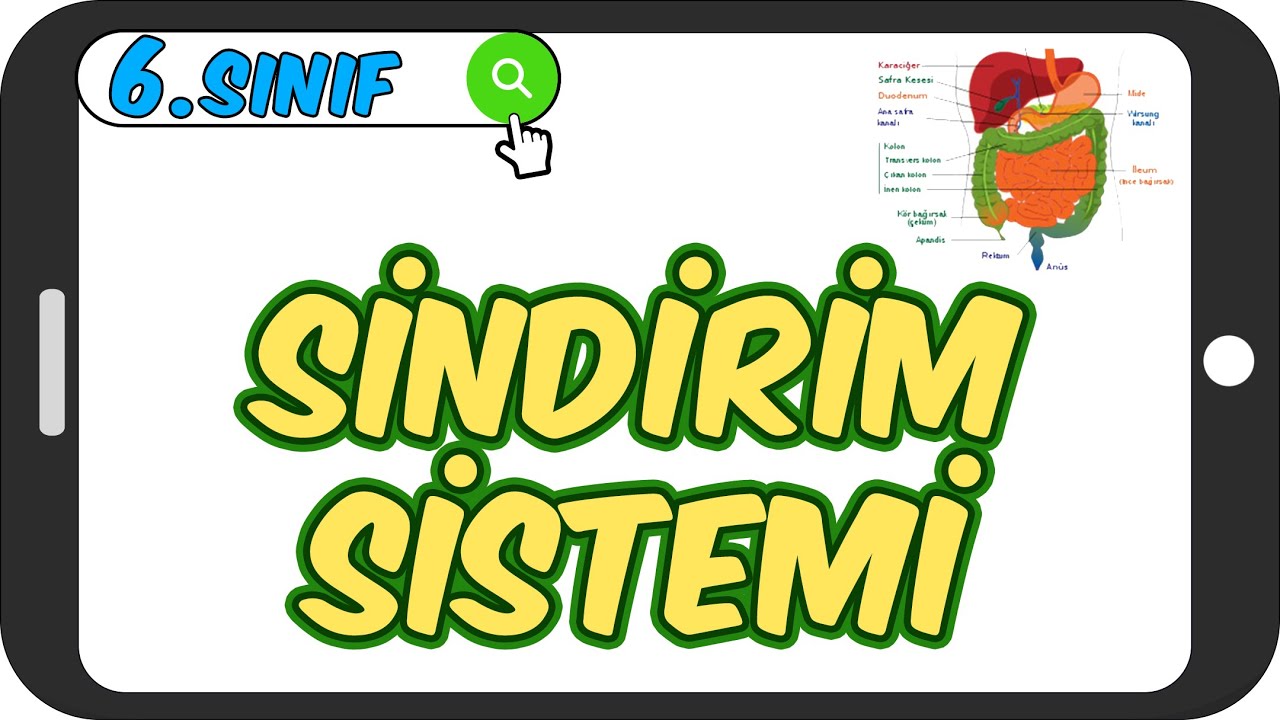 Sindirim Sistemi / Yazılıya Hazırlık 🍔 6.Sınıf Fen #2023