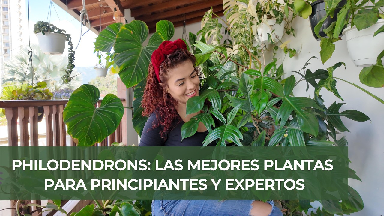 PHILODENDRONS: Te muestro parte de mi colección y te cuento TODO los secretos