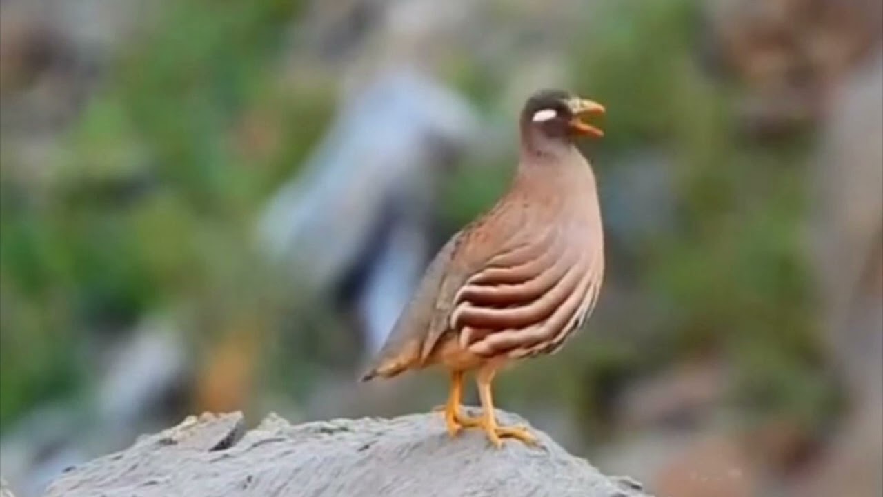باشترین سەوتی سوێسکە بۆ ڕاو