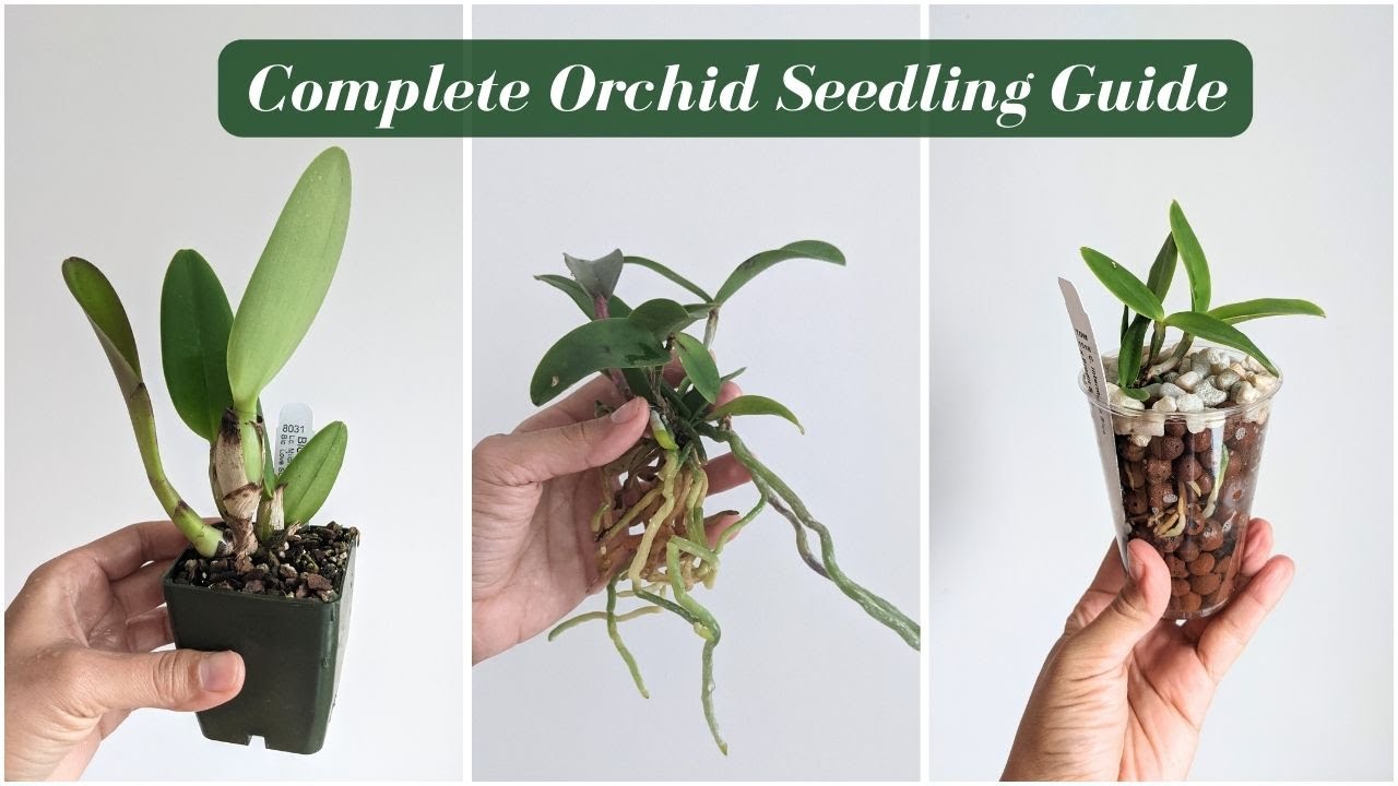 Orchid Seedling Care 101: The Ultimate Guide to Growing Healthy Young Orchids
