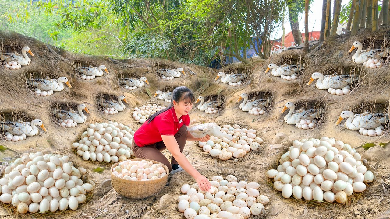 Harvest Many Ducks Eggs In Nest, Use 3-Wheeled Truck Transport Duck Eggs Go To Market Sell