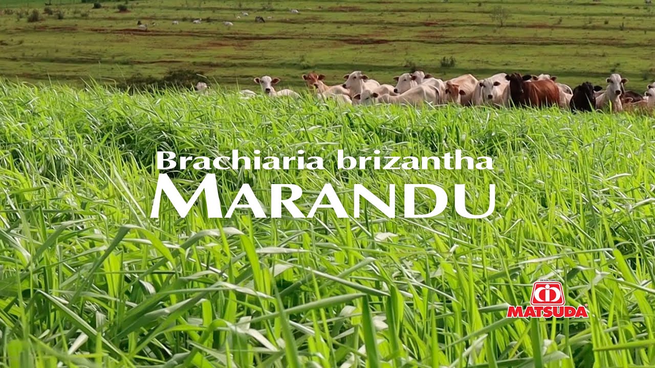 Conhe&ccedil;a os benef&iacute;cios da Brachiaria Brizantha Marandu!