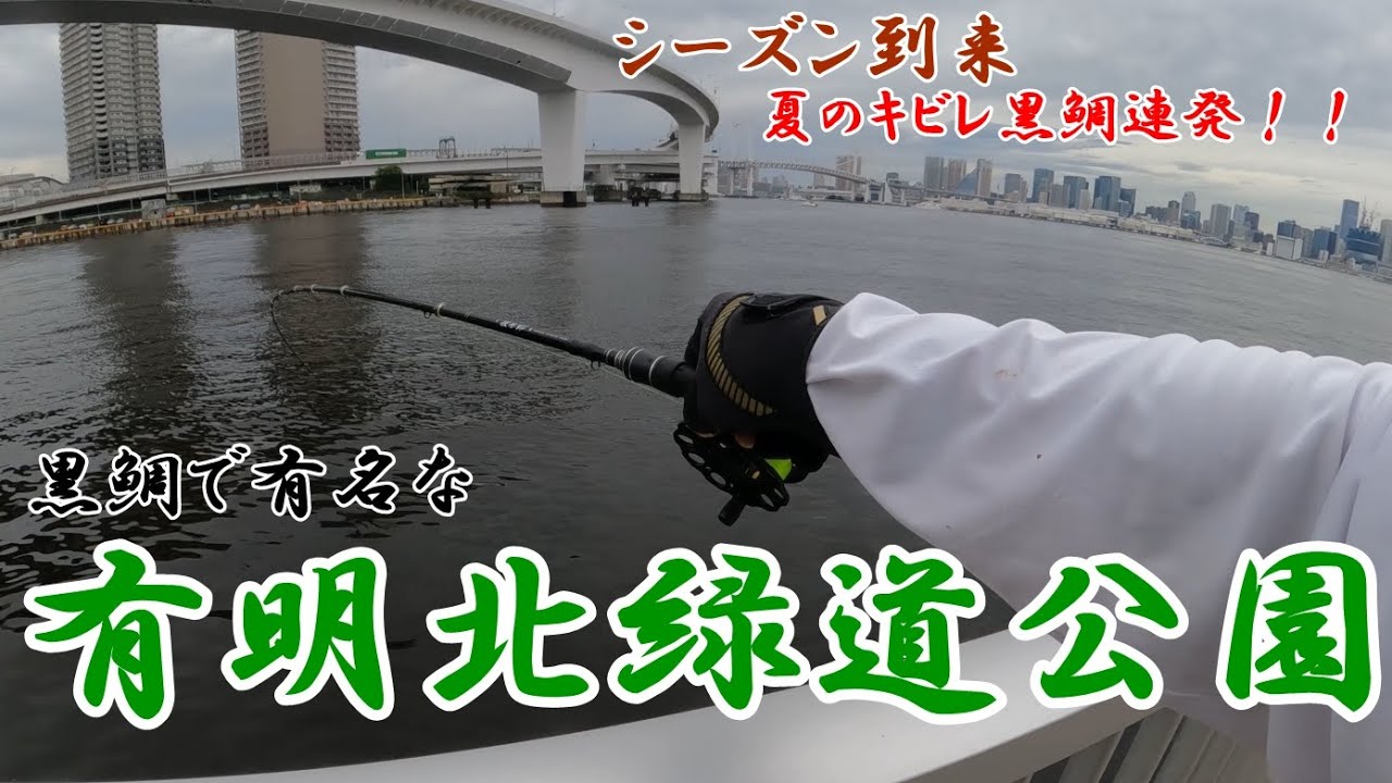 [ヘチ釣り] 爆釣！！有明北緑道公園で黒鯛、キビレ、年無し連発！！水中映像と釣り方をお伝えします！