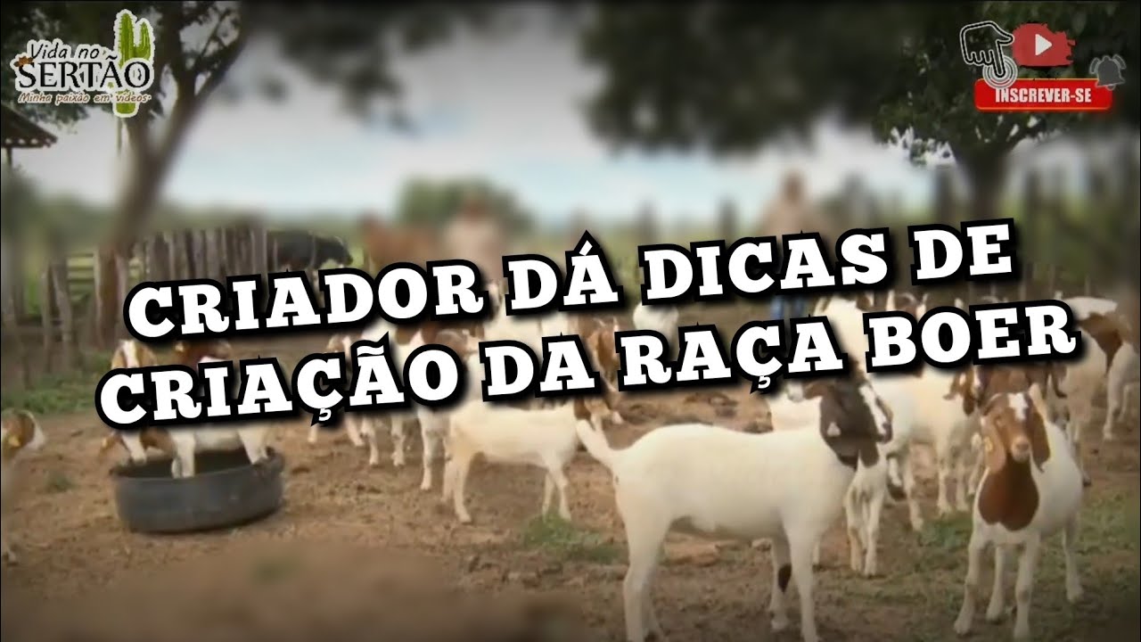 CAPRINOS BOER DE ALTA GEN&Eacute;TICA | CRIADOR D&Aacute; DICAS DE CRIA&Ccedil;&Atilde;O