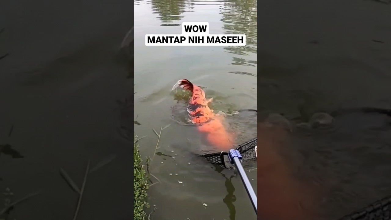 Mancing mania mantap dapet ikan besar
