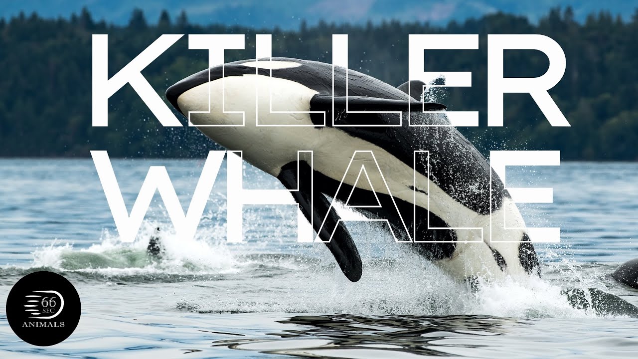🧠 The Ocean's Mastermind: The Killer Whale's Intelligence┊66 Seconds Animals