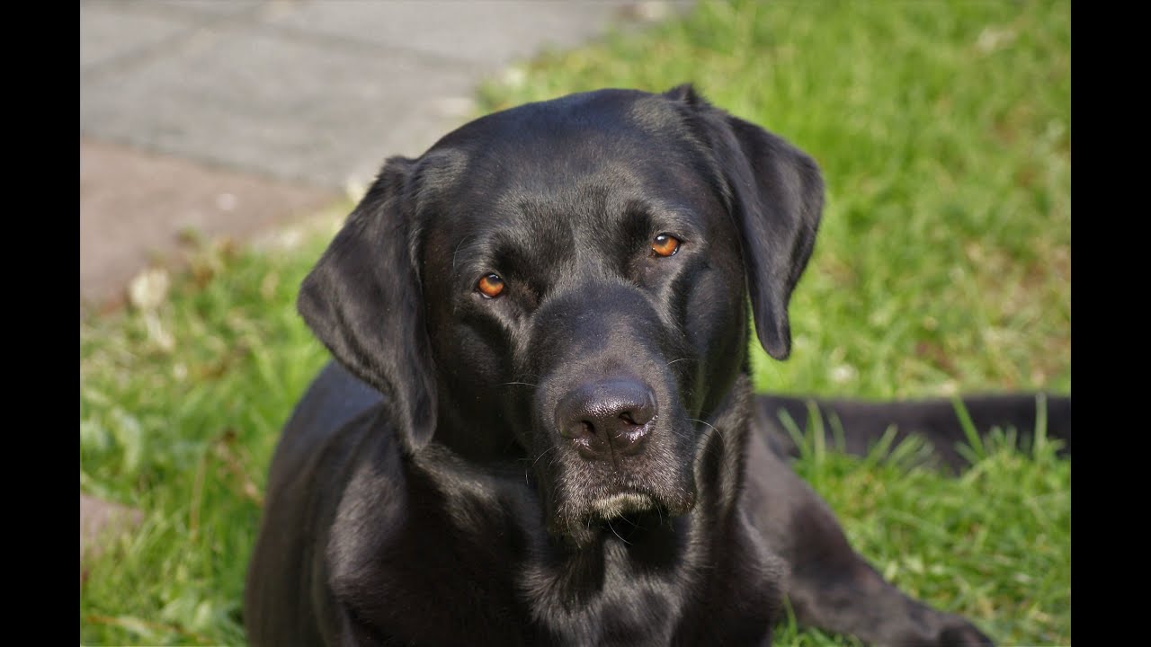 Je mond houden | hoe dat werkt in de training van je apporterende jachthond voor jou en de hond
