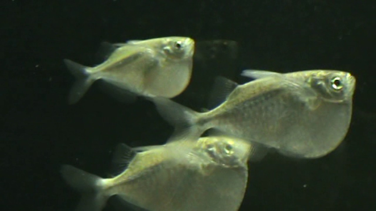 Thoracocharax stellatus,Apistogramma baenschi