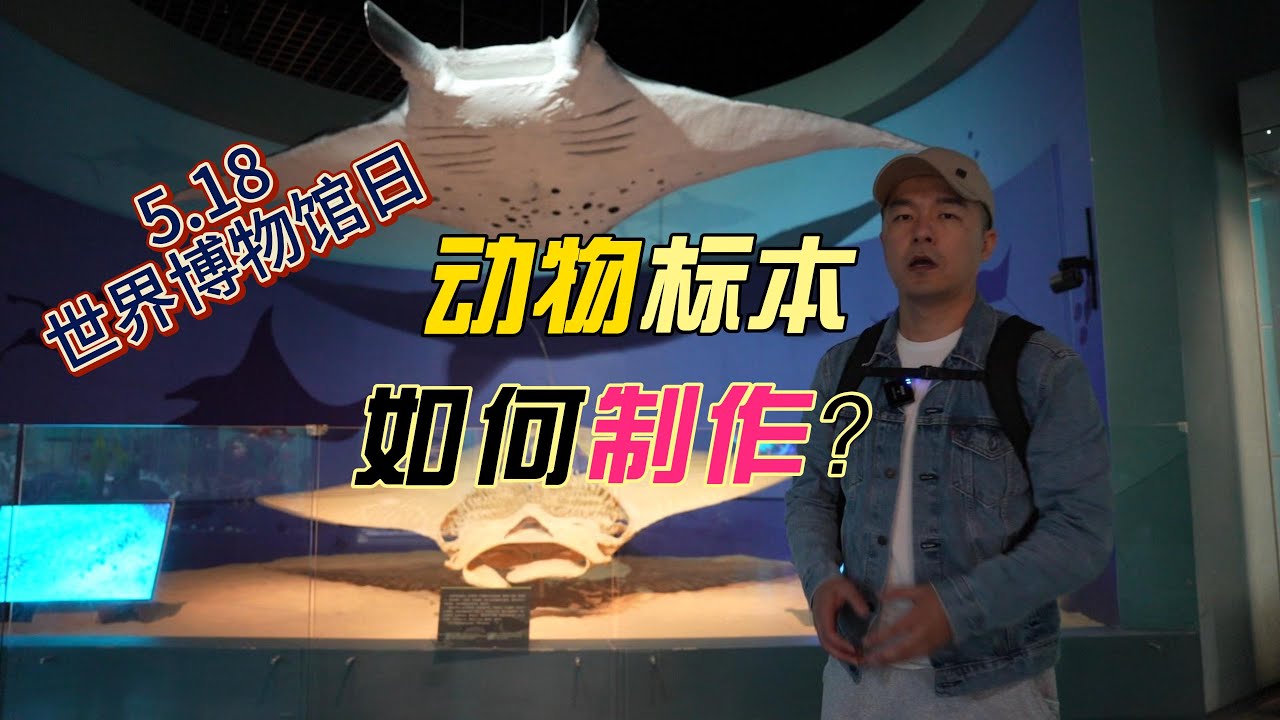 博物馆里的动物标本是真的吗？动物标本的制作有什么秘密？