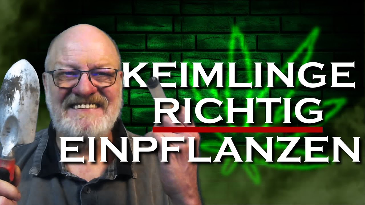 Keimlinge einpflanzen leicht gemacht - f&uuml;r Anf&auml;nger erkl&auml;rt