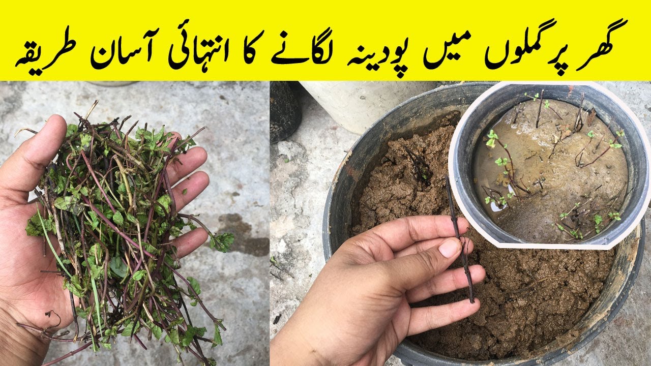 گھر پرگملوں میں پودینہ لگانے کا انتہائی آسان طریقہ How to Grow Mint in Pots , plastic Bottles
