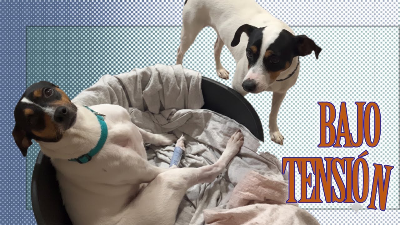 Tensión desapercibida - Etología canina