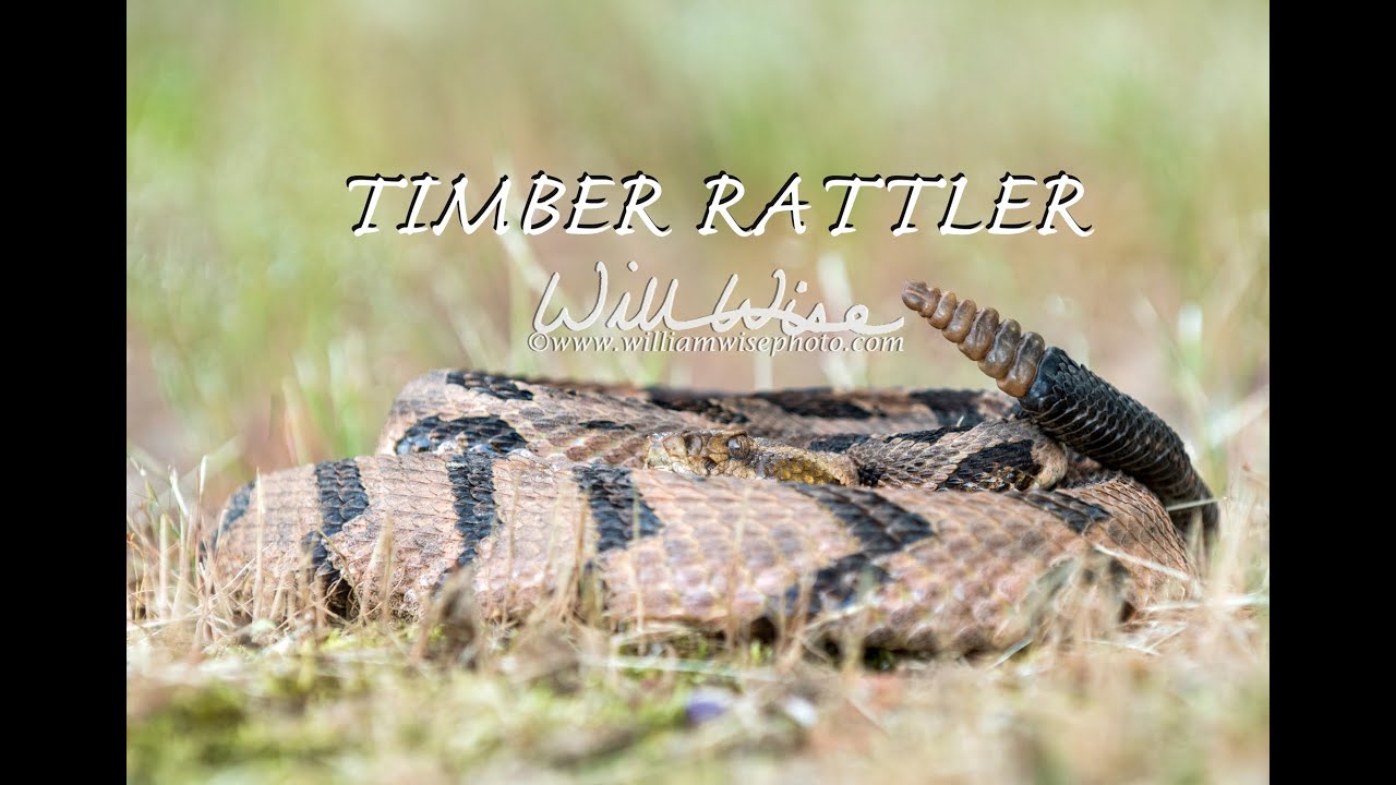 Timber Rattlesnake Strike
