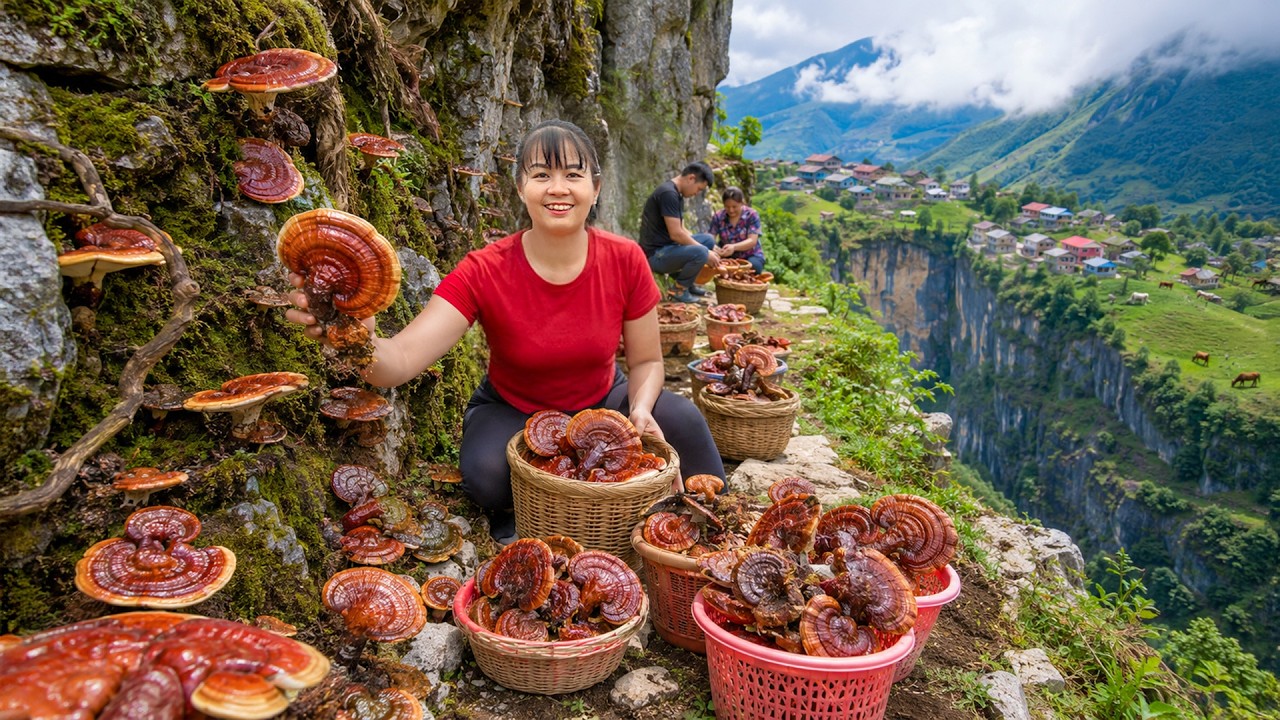 TIMELAPSE -- Harvesting Rare Old Reishi Mushroom & Mountain Plants that only Grows at High Altitudes