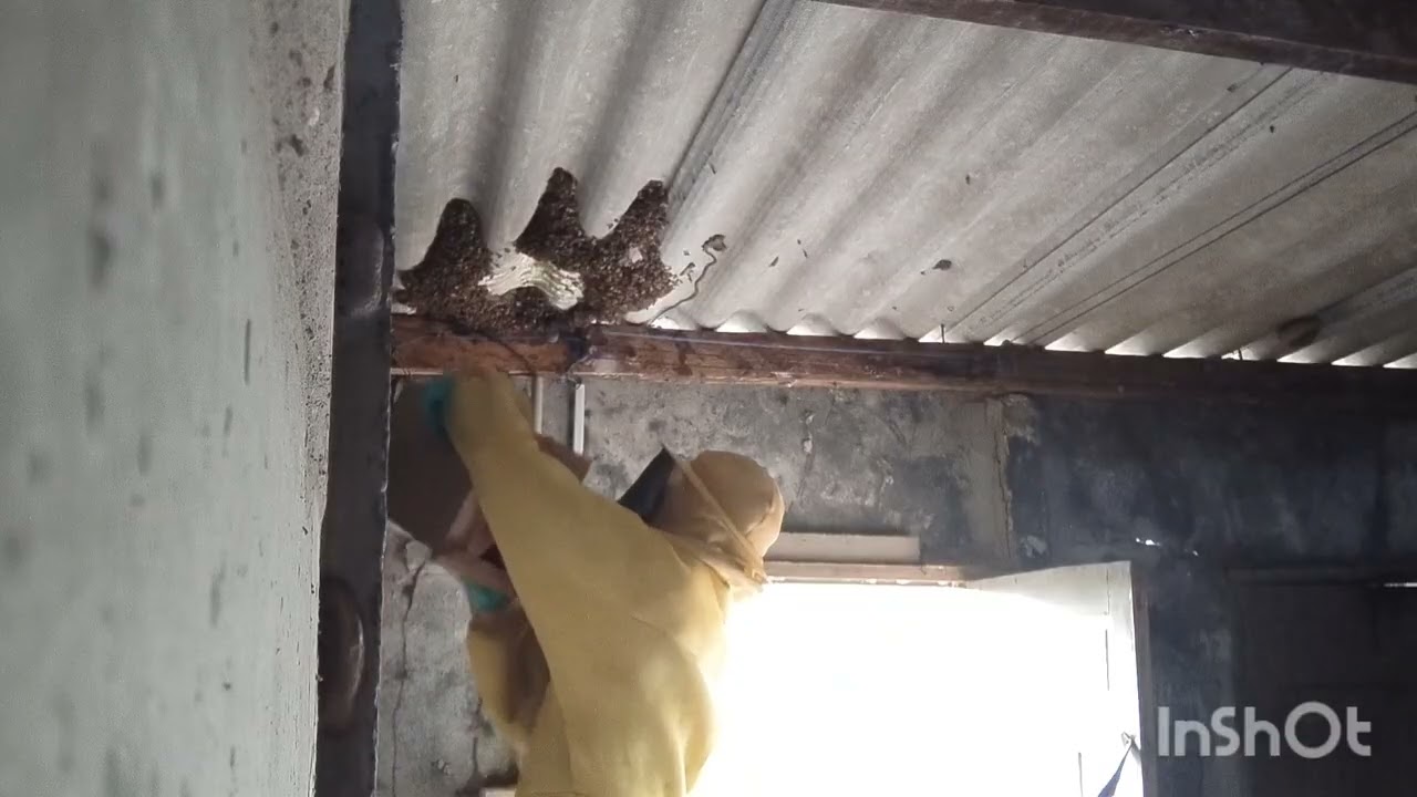 TRANSFERÊNCIA DAS APIS DA CASINHA NA BEIRA DO RIO. 