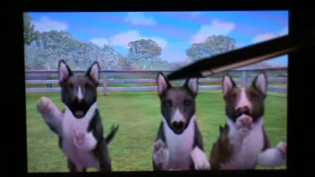 nintendogs + cats special race les bull terrier