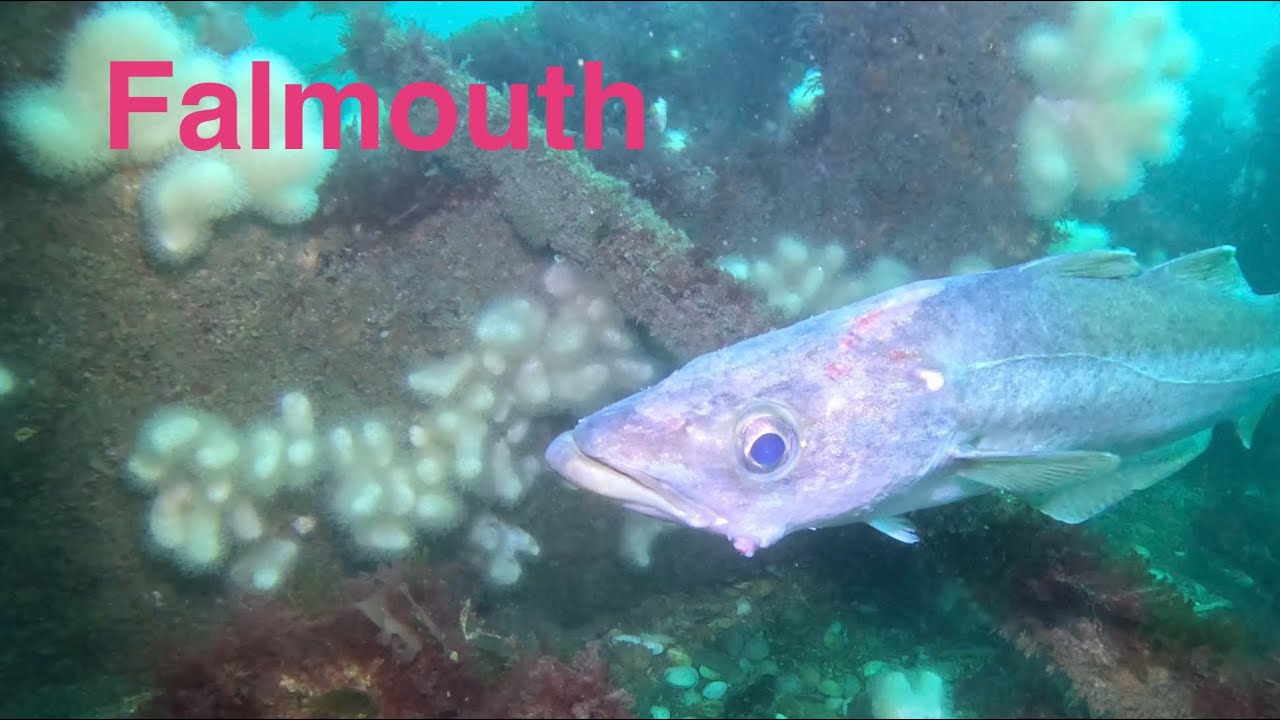 Scuba Diving in Falmouth, UK: wrecks, Wildlife &  Clear Water! #adventuresport #ocean  #scubadiving