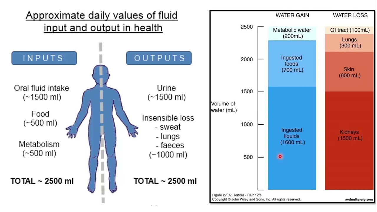 Pediatrics sec - Dehydration & Fluid therapy