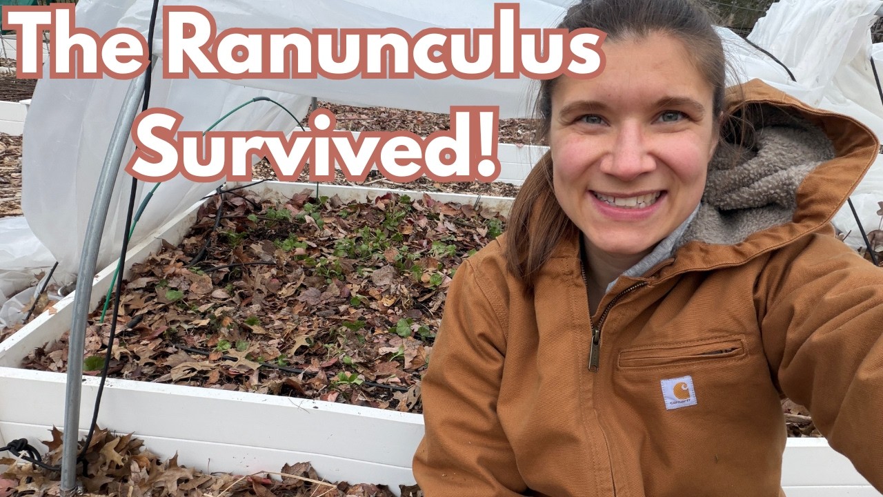 How I Protect My Ranunculus Through a Hard Freeze