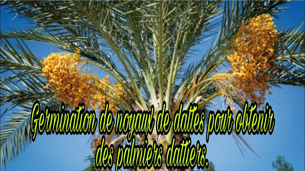 Comment faire germer des dattes pour obtenir des palmiers dattiers.