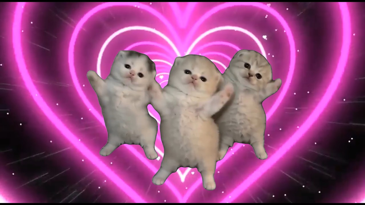 Cute Kittens Dancing - ( That Or That) (Best Part Looped + Viral Version)