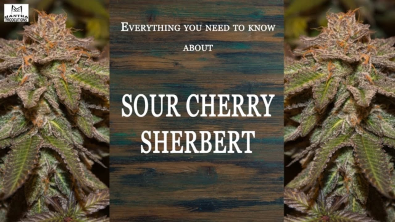 Sour Cherry Sherbert | Best Buds Strain Spotlight