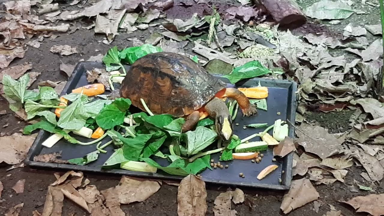 Golden Coin Turtle | Singapore Zoo
