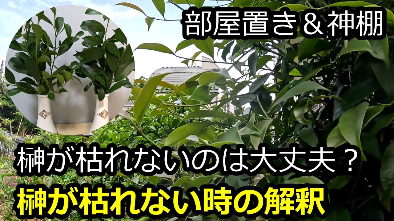 榊がずっと枯れないのは大丈夫？ 榊が枯れない時の解釈 神棚 飛鳥新社『悪い気は植物が吸ってくれる』