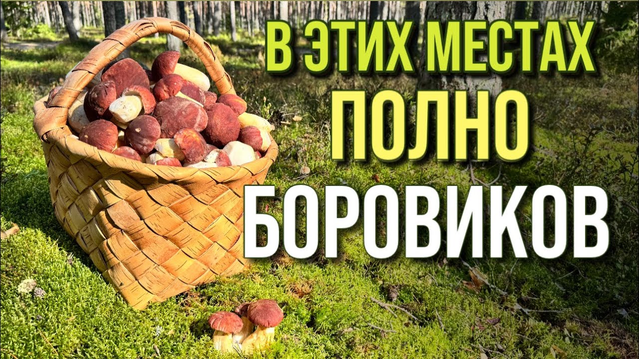 💥СТОЛЬКО БОРОВИКОВ ВИЖУ ВПЕРВЫЕ! НЕГДЕ СТУПИТЬ! Яркие грибы осени! Грибы 2025
