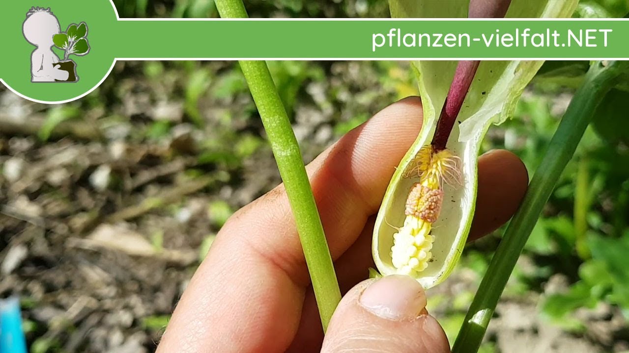 Gefleckter Aronstab - Bl&uuml;te/Bl&uuml;ten - 21.04.18 (Arum maculatum) - giftige Wildpflanzen