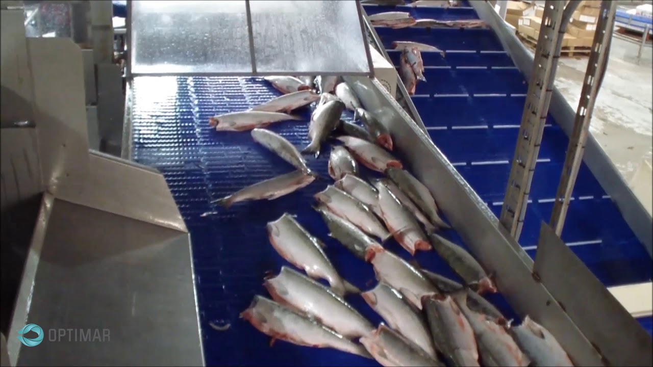 Optimar: Procesado automatizado del salmón