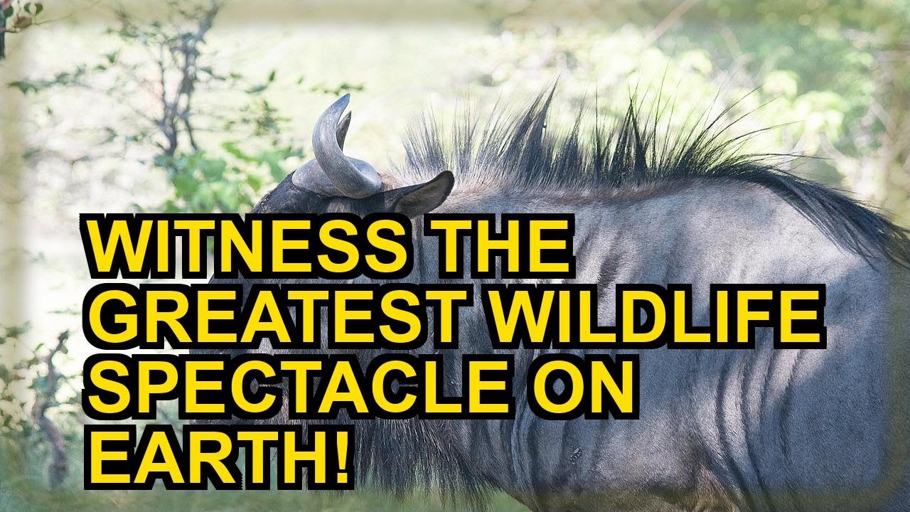 The Great Migration Mystery: Unraveling the Secrets of Wildebeest Movements