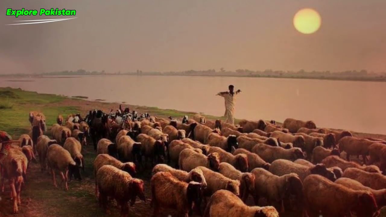 Ravi river دریائے راوی #drone 